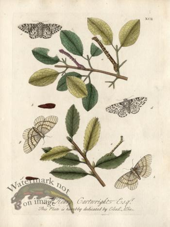 Albin Plate 92